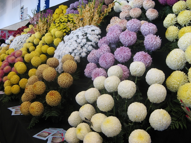 Harrogate Flowershow 2016